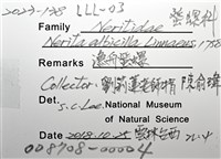 漁舟蜑螺藏品圖，第12張