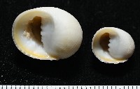 白肋蜑螺藏品圖，第3張
