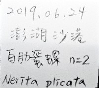 白肋蜑螺藏品圖，第6張