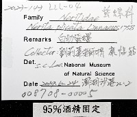 白肋蜑螺藏品圖，第8張
