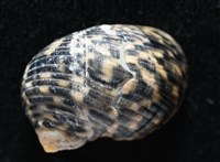 粗紋蜑螺藏品圖，第5張