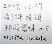 粗紋蜑螺藏品圖，第10張