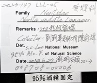 粗紋蜑螺藏品圖，第12張