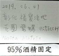 花圓蜑螺藏品圖，第7張