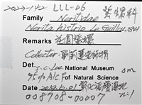 花圓蜑螺藏品圖，第8張