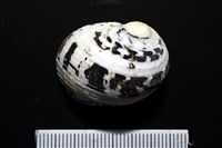 大圓蜑螺藏品圖，第8張