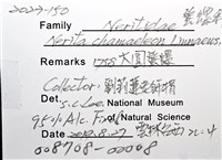 大圓蜑螺藏品圖，第12張