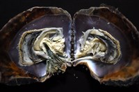 馬鞍(扁平)障泥蛤藏品圖，第4張