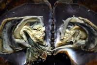 馬鞍(扁平)障泥蛤藏品圖，第6張