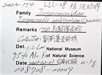馬鞍(扁平)障泥蛤藏品圖，第8張
