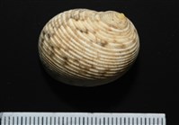高腰蜑螺藏品圖，第1張