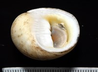 高腰蜑螺藏品圖，第4張