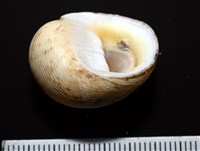 高腰蜑螺藏品圖，第5張