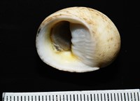 高腰蜑螺藏品圖，第7張