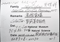 高腰蜑螺藏品圖，第12張