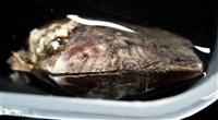 黑蝶珍珠蛤藏品圖，第5張