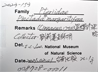 黑蝶珍珠蛤藏品圖，第6張