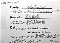 漁舟蜑螺藏品圖，第8張