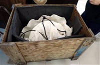 巨硨磲蛤藏品圖，第4張
