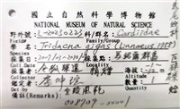 巨硨磲蛤藏品圖，第8張