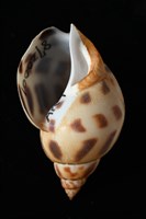 象牙鳳螺藏品圖，第2張
