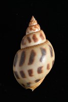 象牙鳳螺藏品圖，第4張