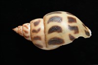 象牙鳳螺藏品圖，第5張
