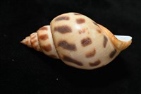 象牙鳳螺藏品圖，第6張