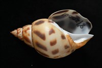 象牙鳳螺藏品圖，第7張