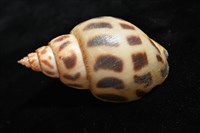 象牙鳳螺藏品圖，第8張