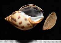 象牙鳳螺藏品圖，第11張