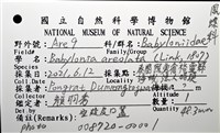象牙鳳螺藏品圖，第12張