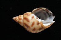 象牙鳳螺藏品圖，第2張
