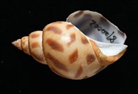 象牙鳳螺藏品圖，第5張