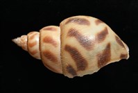 象牙鳳螺藏品圖，第6張
