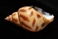 象牙鳳螺藏品圖，第7張