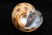 象牙鳳螺藏品圖，第8張