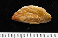 象牙鳳螺藏品圖，第11張