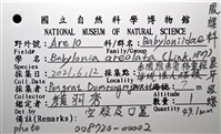 象牙鳳螺藏品圖，第12張