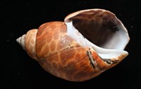窄縫鳳螺藏品圖，第2張