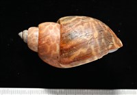 窄縫鳳螺藏品圖，第3張