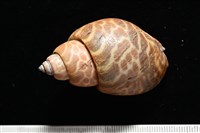 窄縫鳳螺藏品圖，第4張