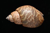 窄縫鳳螺藏品圖，第5張