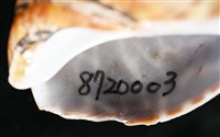 窄縫鳳螺藏品圖，第7張