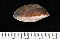 窄縫鳳螺藏品圖，第8張