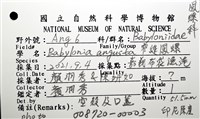窄縫鳳螺藏品圖，第10張