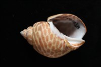 窄縫鳳螺藏品圖，第2張