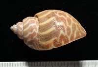 窄縫鳳螺藏品圖，第3張