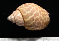 窄縫鳳螺藏品圖，第4張
