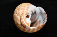 窄縫鳳螺藏品圖，第6張
